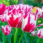 Flaming Club Tulip | Brecks.com