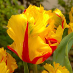 Texas Flame Tulip