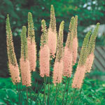 Foxtail Lily Collection