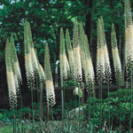 Foxtail Lily Collection
