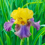 La Traviata Bearded Iris