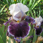 Wild Vision Bearded Iris