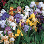 All-Season Bearded Iris Mixture