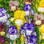 Plicata Bearded Iris Mixture