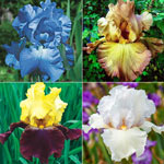 Reblooming Bearded Iris Collection B