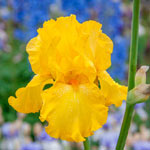 Solidly Colourful Bearded Iris Collection 