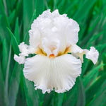 Solidly Colourful Bearded Iris Collection 