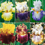 Winner's Circle Bearded Iris Collection 
