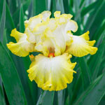 Winner's Circle Bearded Iris Collection 