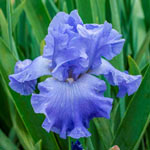 Chou Bleu Bearded Iris