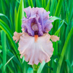 La Scala Bearded Iris