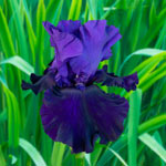 Belle Hortense Bearded Iris