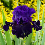 Violet Reblooming Bearded Iris