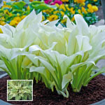 White Feather Hosta Plant