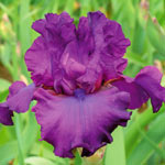 Vicar Bearded Iris