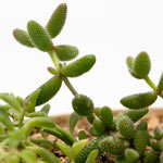 Delosperma echinatum "Pickle Plant"