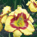 Jamaican Me Crazy Daylily