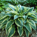 Hosta Planting and Growing Tips