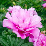 First Arrivival Itoh Peony