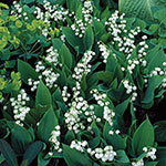 Lily-of-the-Valley  Super Sak®