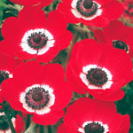 Poppy Anemone Hollandia