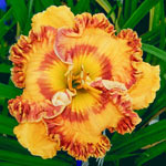 She Can Tango Reblooming Daylily