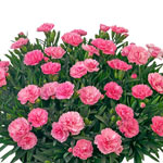 Fragrant Carnation Collection