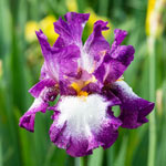 Footloose Bearded Iris