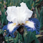 Mission Ridge Bearded Iris