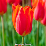 WOW!® Towering Perennial Tulip Collection
