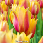 WOW!® Towering Perennial Tulip Collection