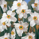 Most Fragrant Daffodil Collection