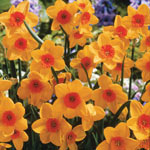 Most Fragrant Daffodil Collection