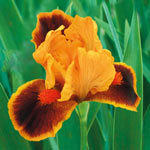 Icon Dwarf Bearded Iris
