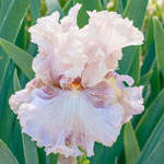 Amorous Heart Bearded Iris