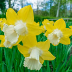 Teal Daffodil