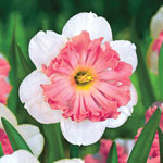 Shrike Daffodil