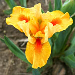 Breck's® Dwarf Bearded Iris Collection