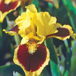 Breck's® Dwarf Bearded Iris Collection