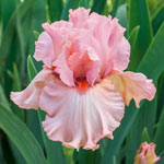 Reblooming Bearded Iris Collection