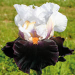 Fragrant Bearded Iris Collection