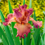 Ruffled & Laced Bearded Iris Collection 