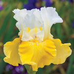 Two-Tone Bearded Iris Collection 