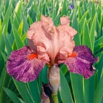 Two-Tone Bearded Iris Collection 