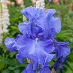 Elegance in Blue Bearded Iris