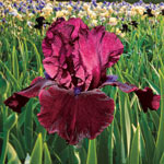 Solid-Colour Bearded Iris Collection
