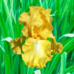 Well Endowed Bearded Iris