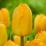 Yellow Pride Tulip
