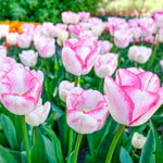 Graceland Tulip