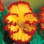 Yellow-Red Crispa Marginata Begonia